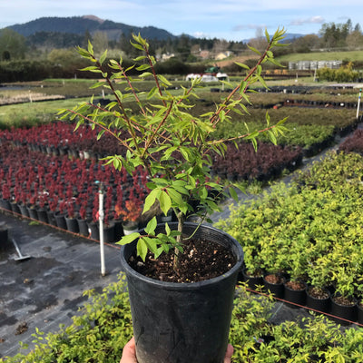 Dwarf Burning Bush