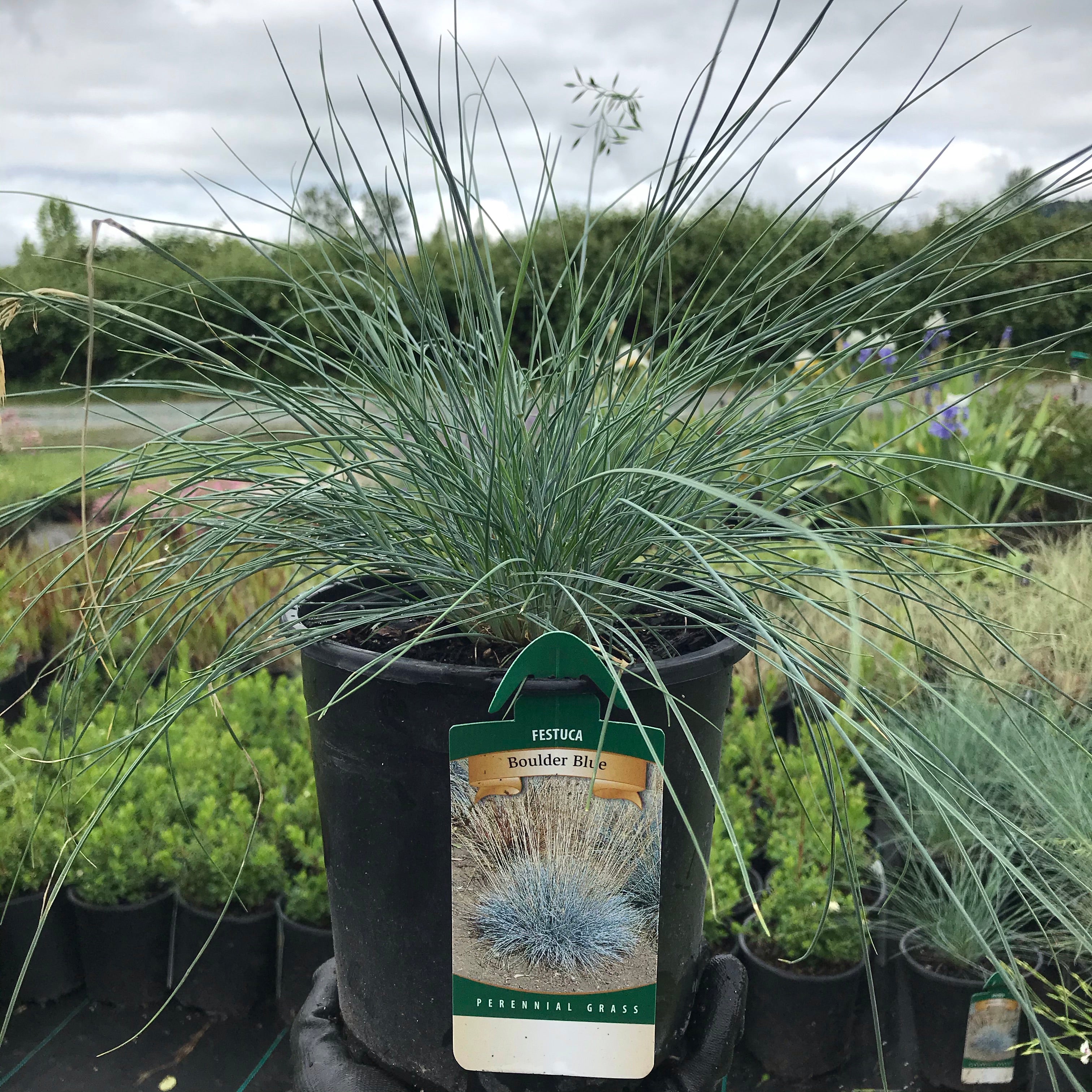 Boulder Blue Fescue