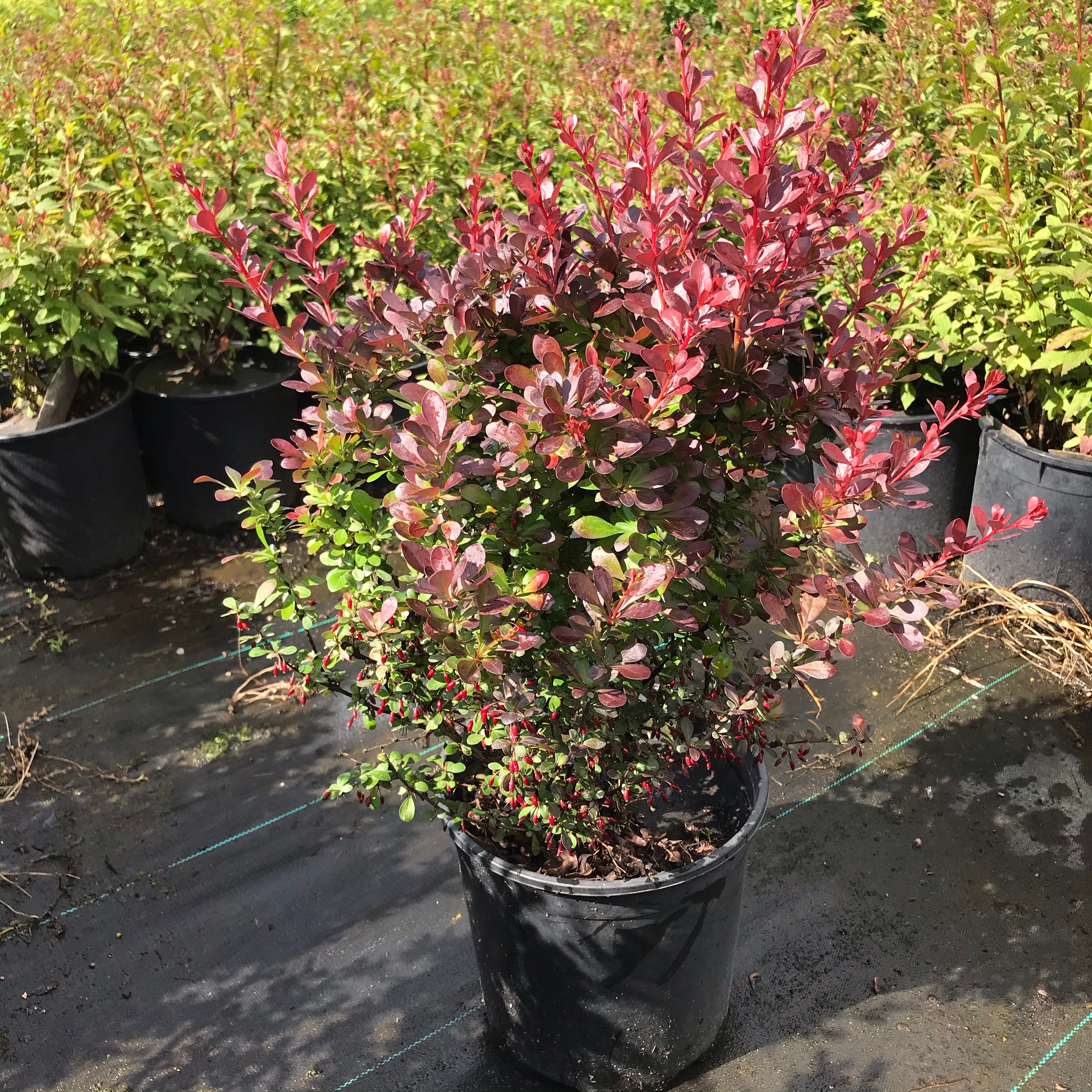 Barberry 'Crimson Pygmy'