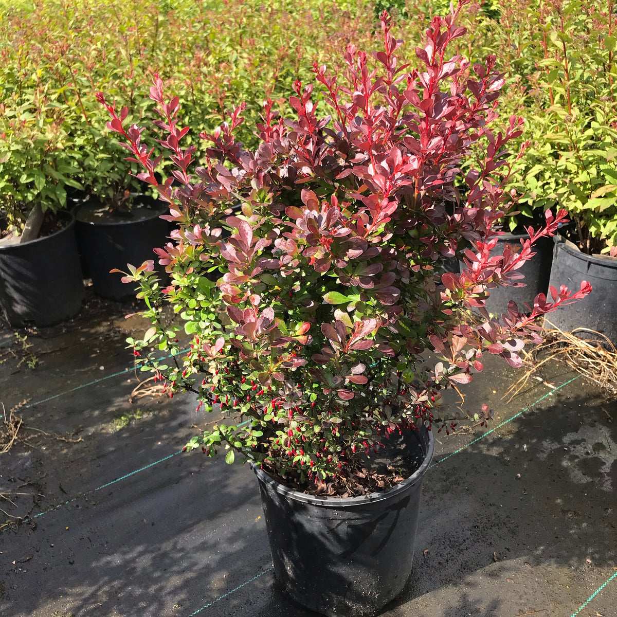 Barberry &#39;Crimson Pygmy&#39;