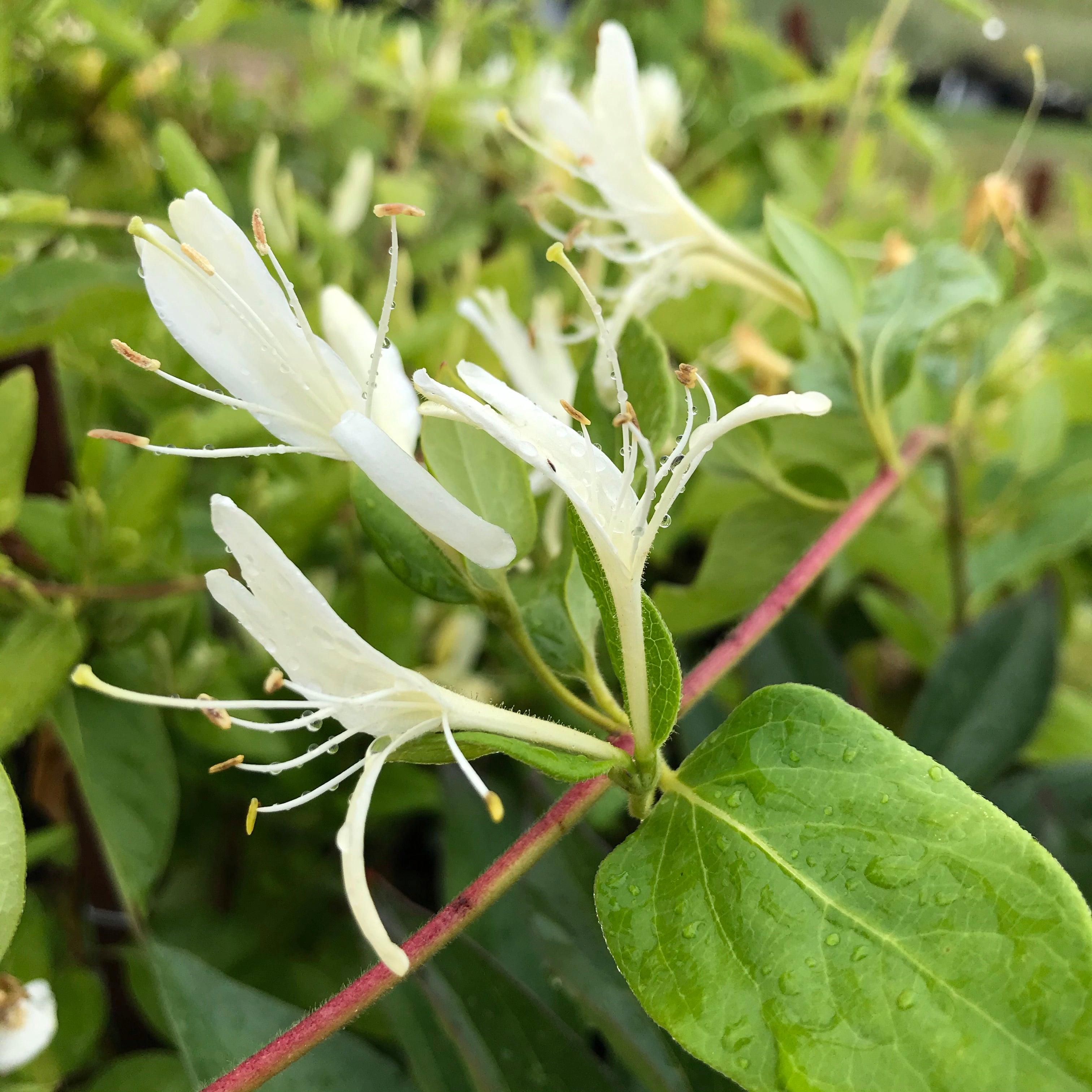 Japanese Honeysuckle