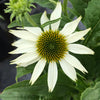 Echinacea ‘PowWow® White’