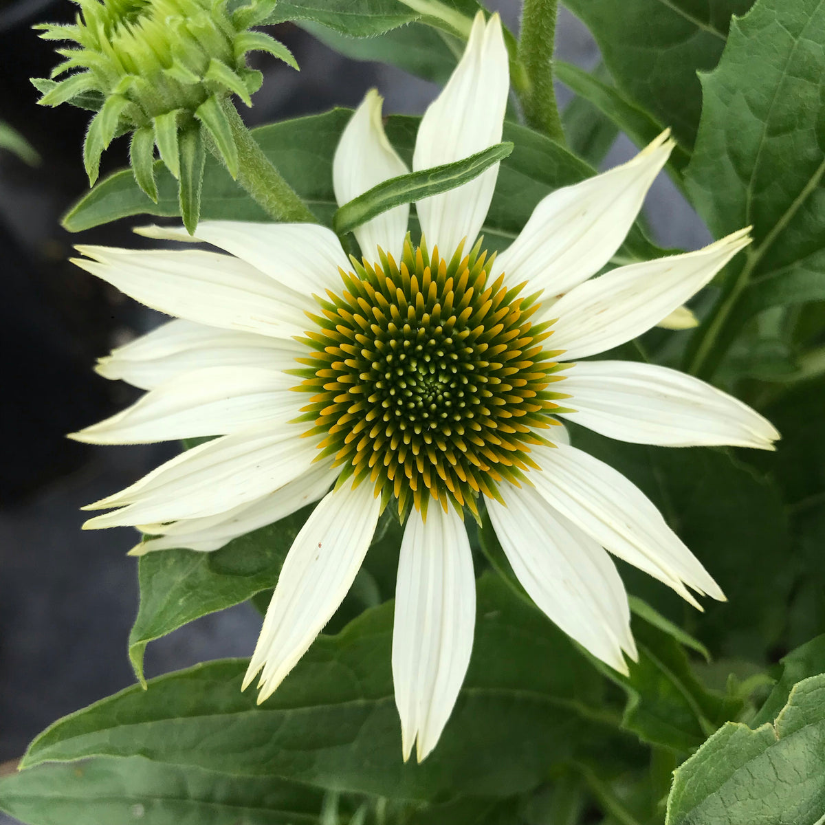 Echinacea ‘PowWow® White’