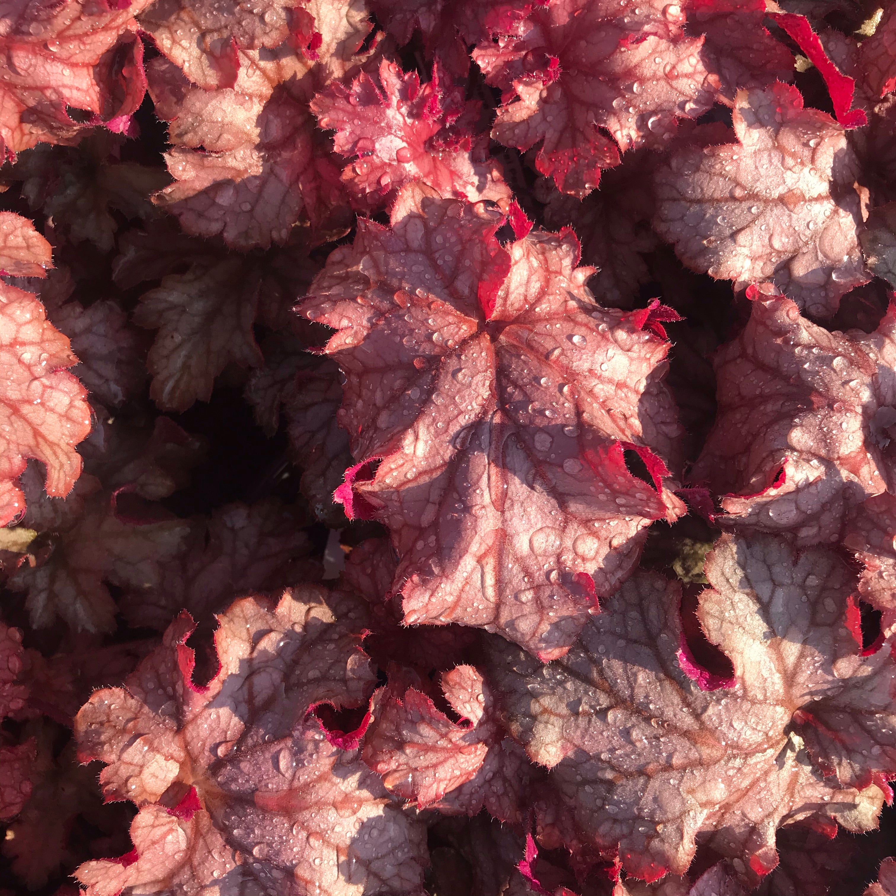 Heuchera 'Carnival Peach Parfait'