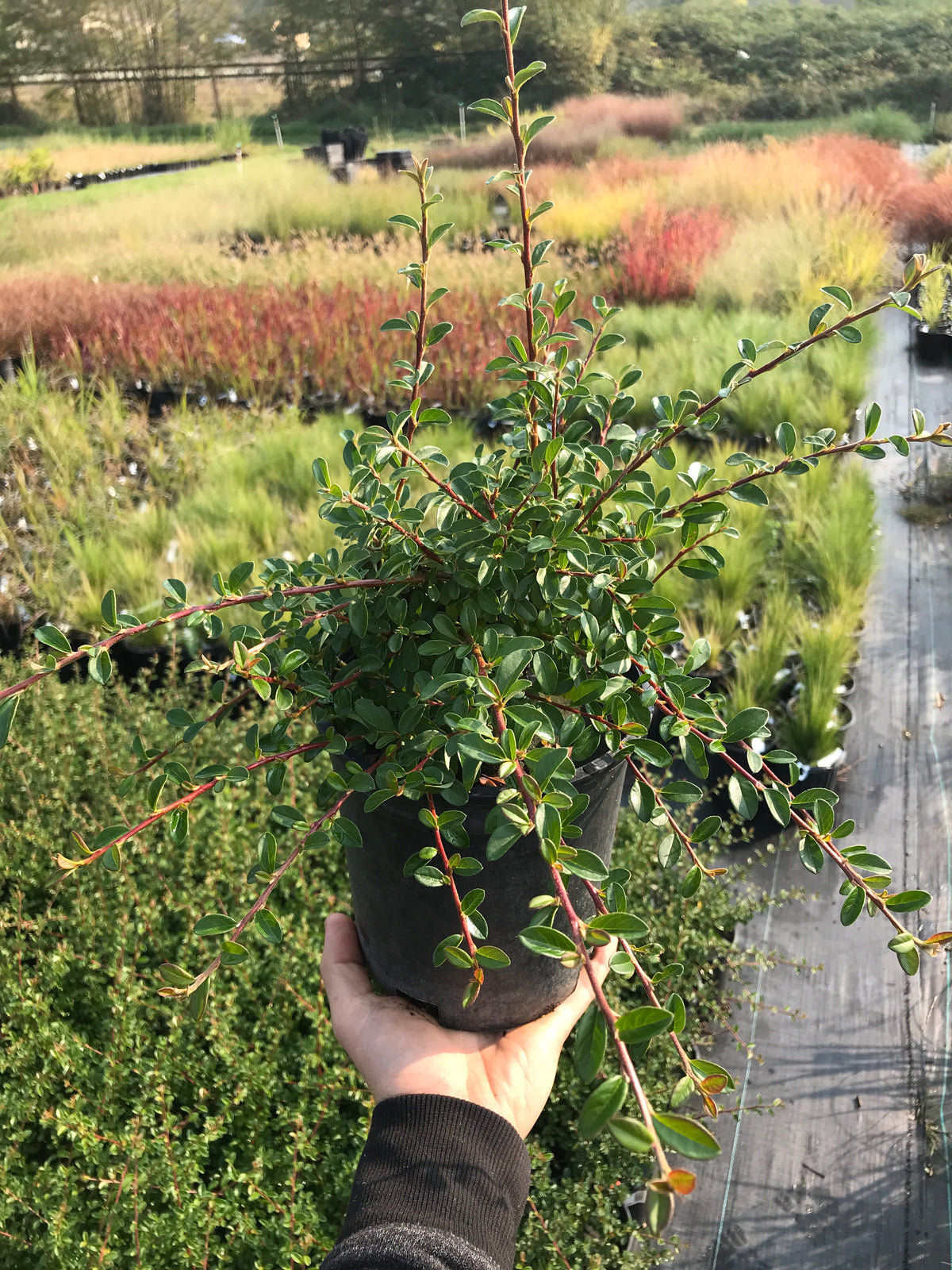 Cotoneaster Low-Fast