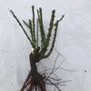 Love Song Rose (Bare Root)