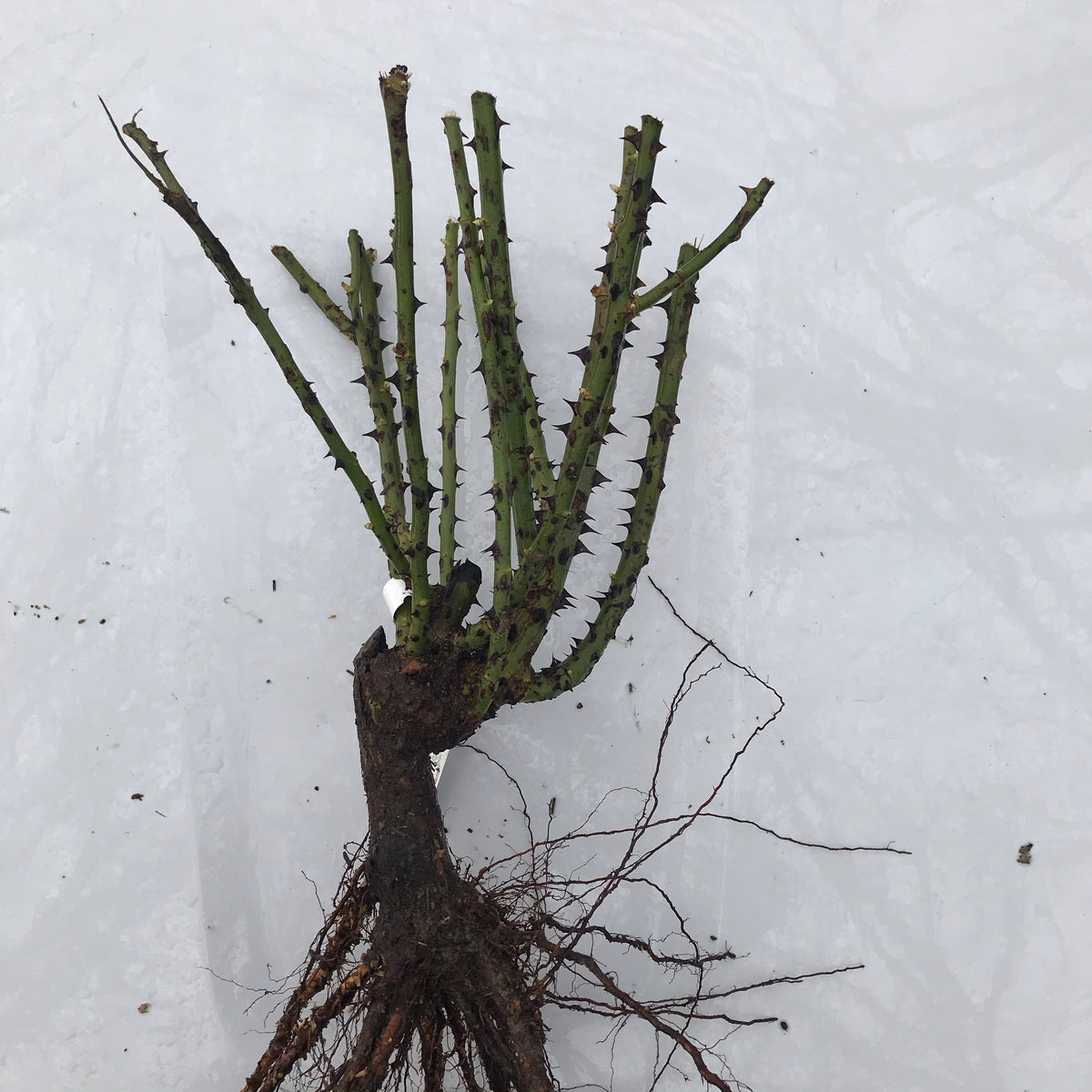 Love Song Rose (Bare Root)