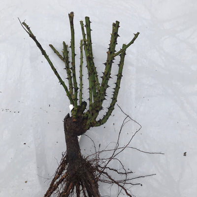Love Song Rose (Bare Root)