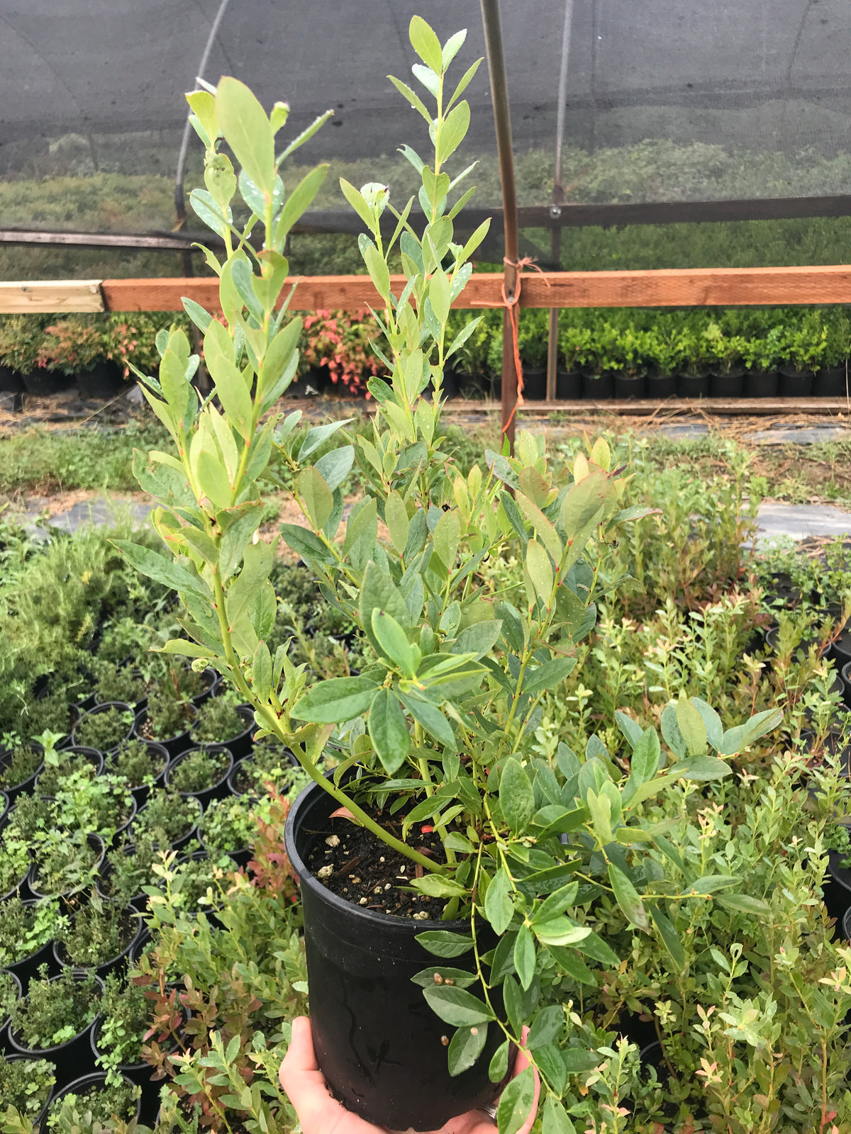 Blueberry &#39;Sunshine Blue&#39;