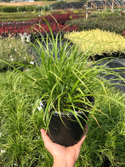Korean Feather Grass