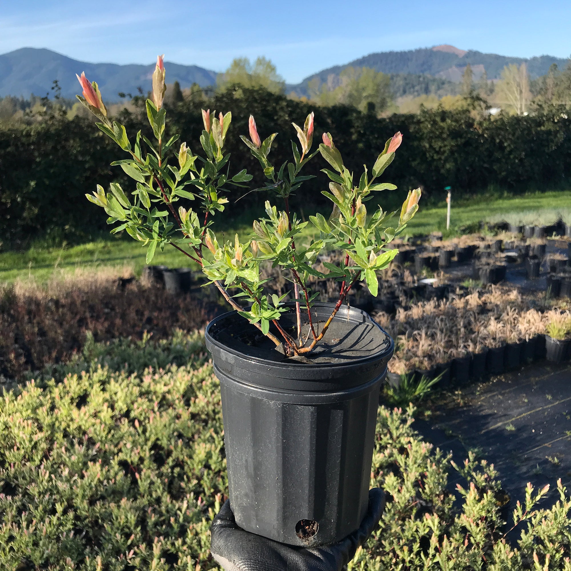 Dappled Willow for Sale Online The Greenhouse