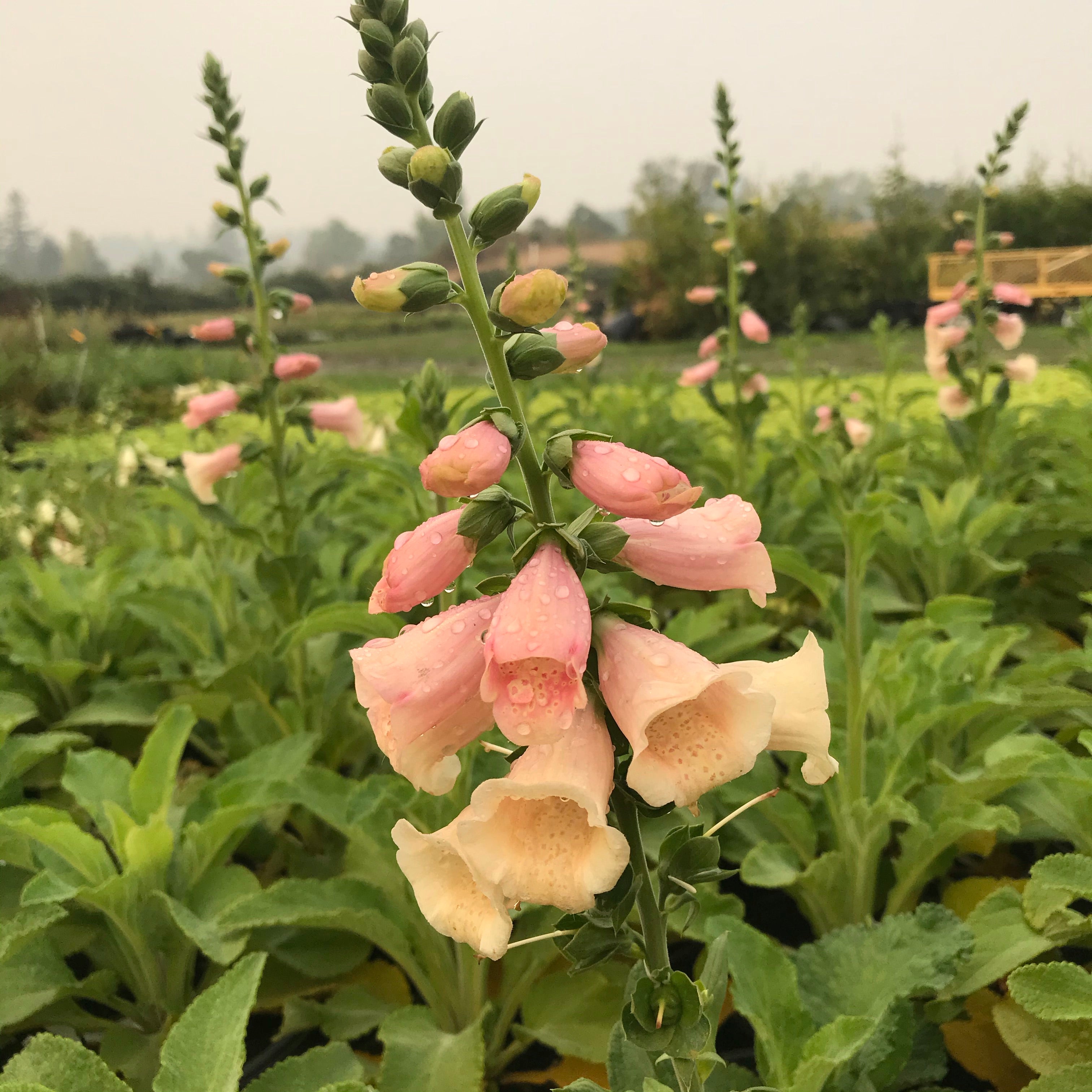 Foxglove 'Dalmatian Peach'