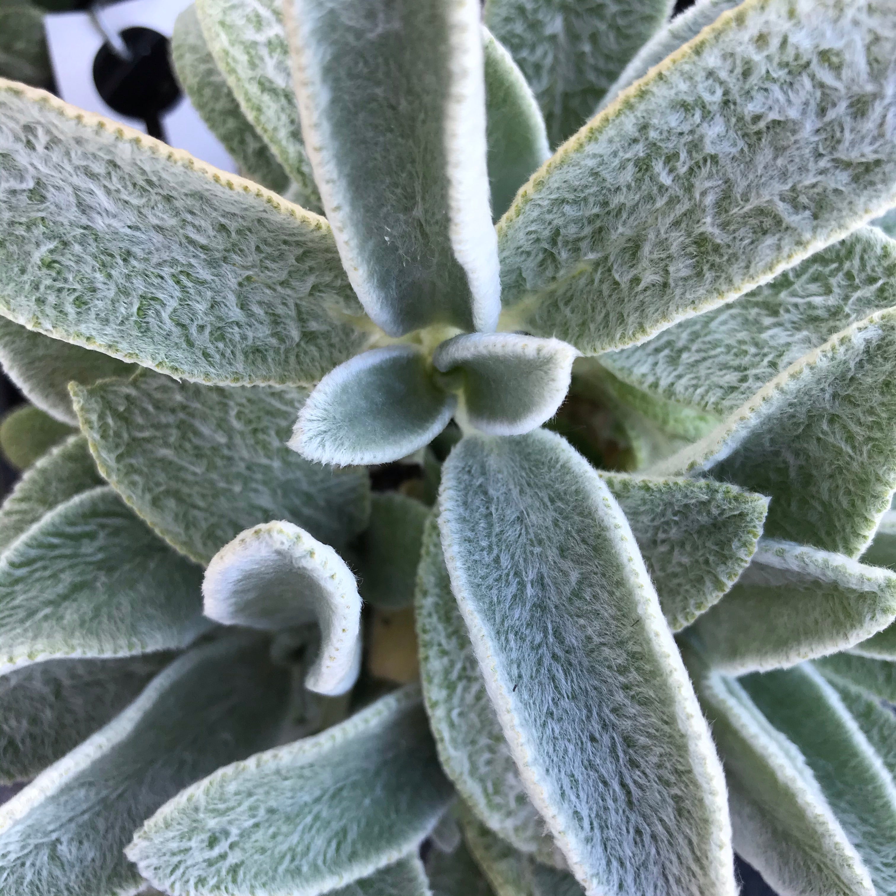 lambs ear succulent Silver Carpet Lamb's Ear for Sale Online