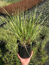 Feather Reed Grass 'Eldorado'