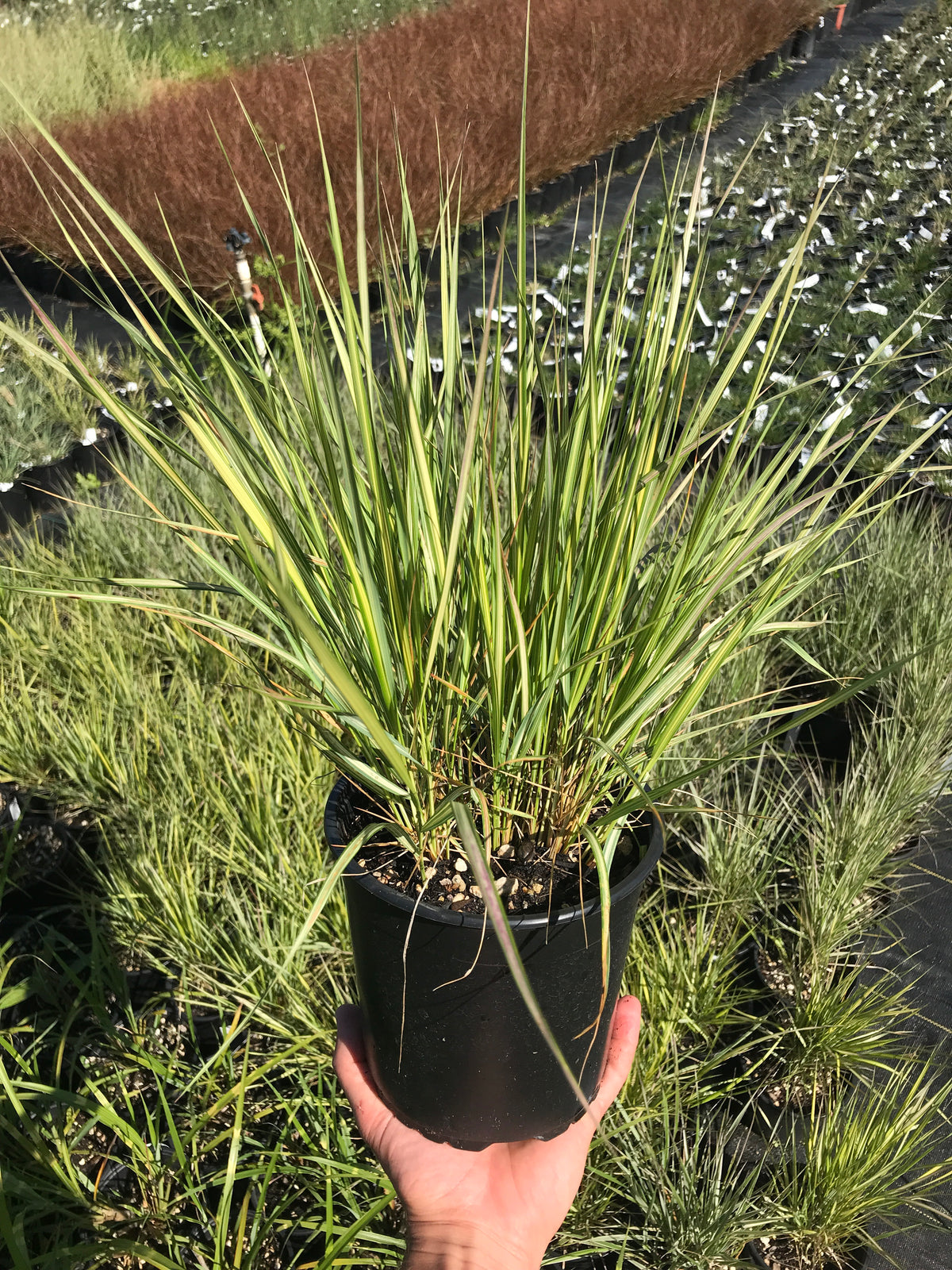 Feather Reed Grass &#39;Eldorado&#39;