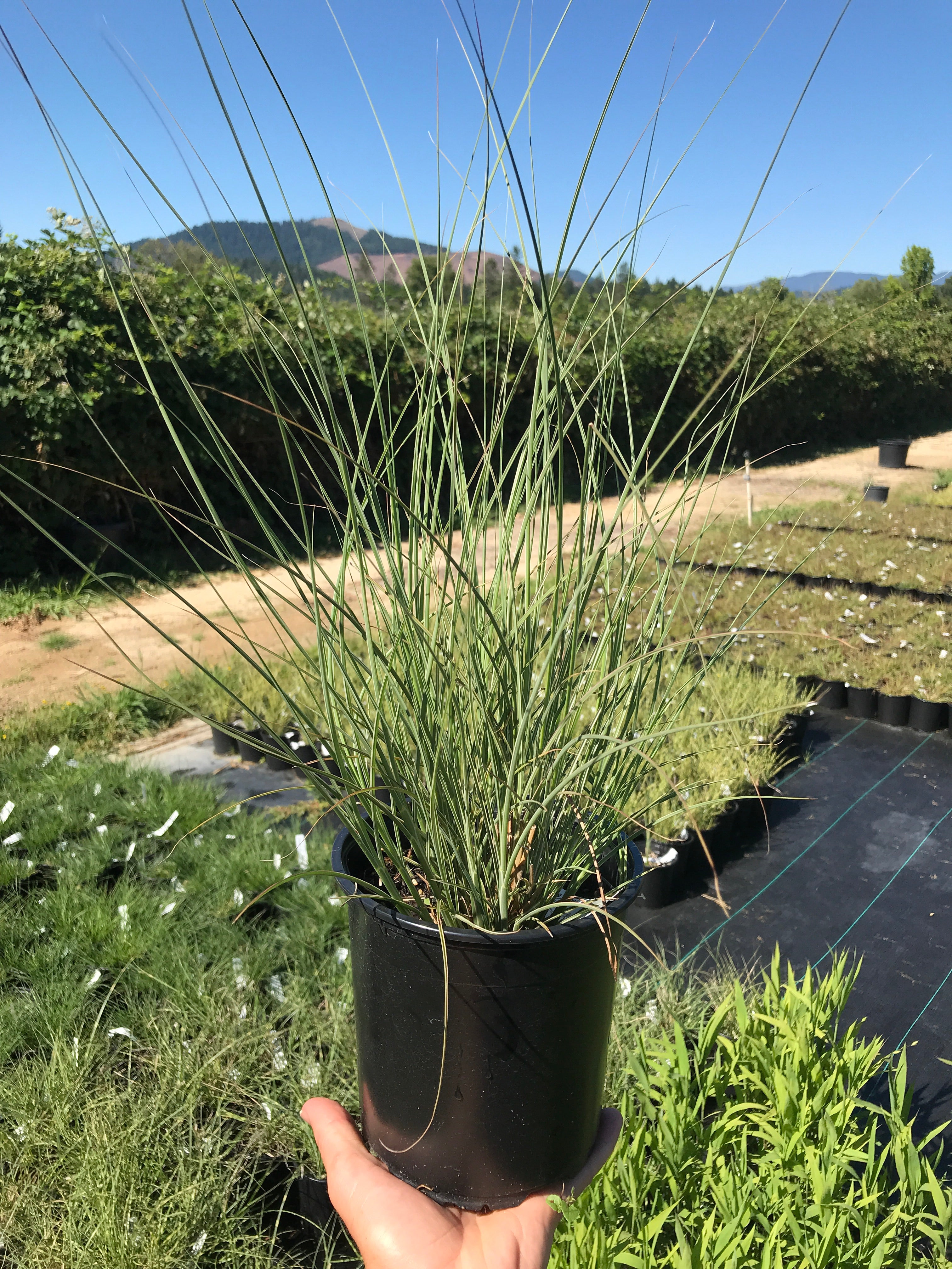 Maiden Grass 'Morning Light'