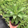 Foxglove 'Dalmatian Purple'