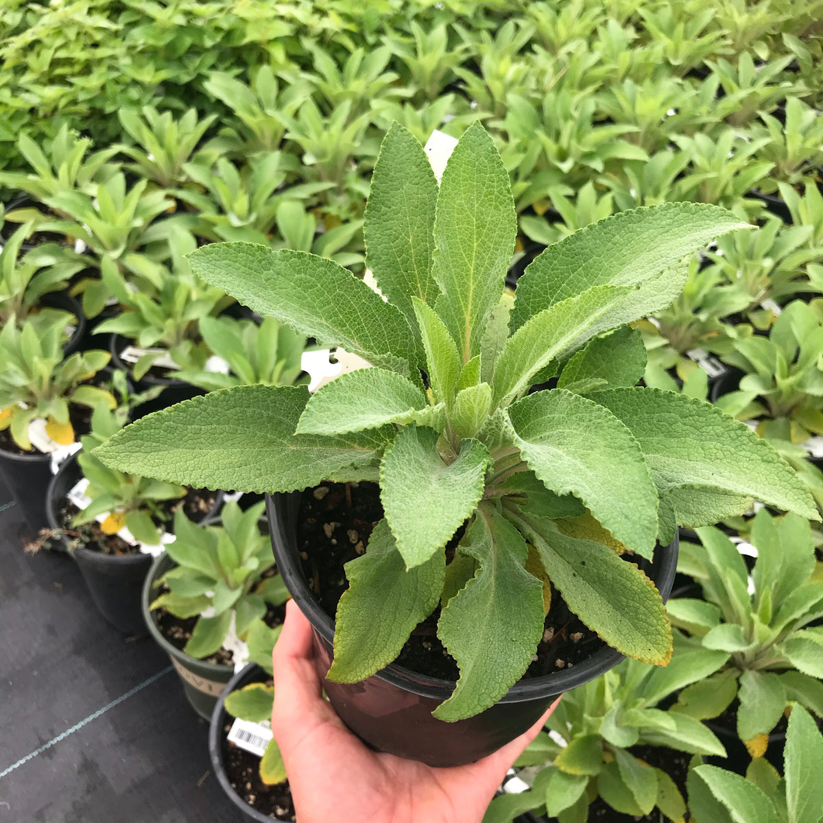 Foxglove &#39;Dalmatian Purple&#39;