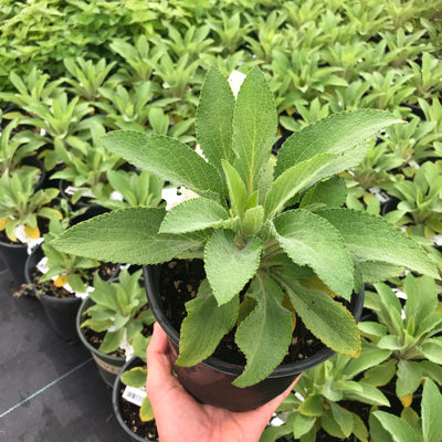 Foxglove 'Dalmatian Purple'
