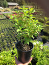 Limelight' Hardy Hydrangea