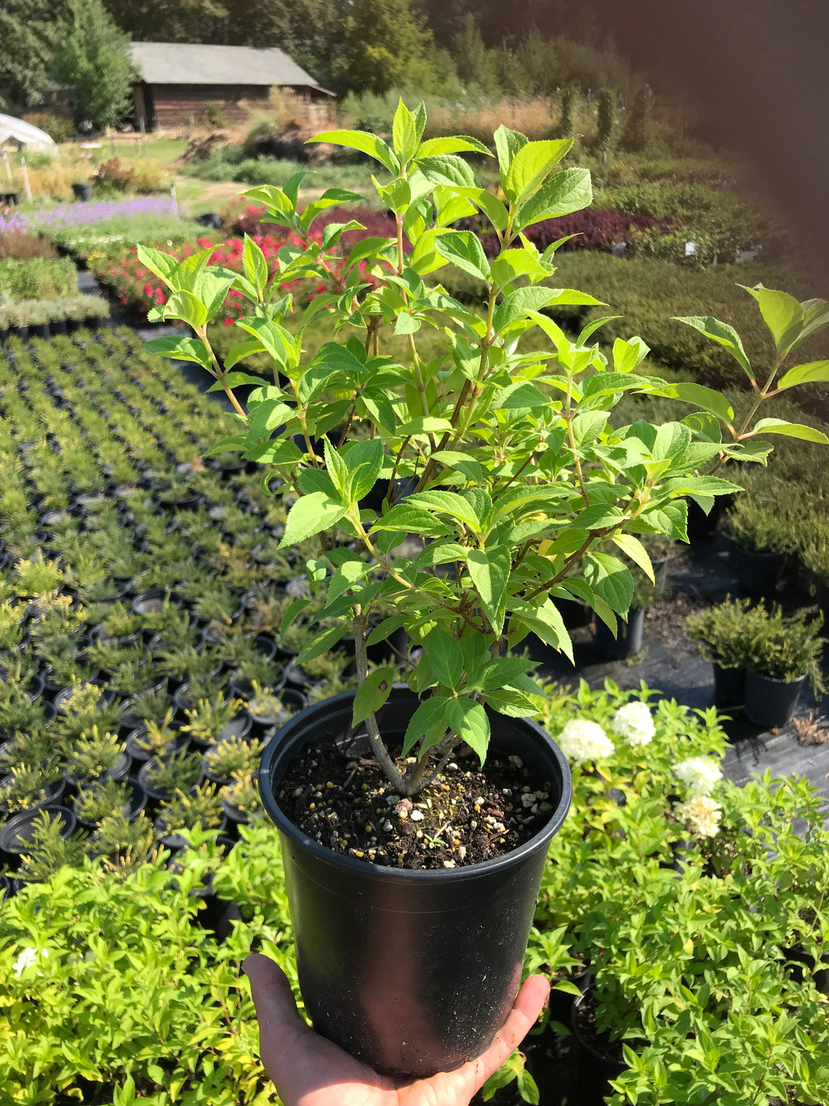 &#39;Limelight&#39; Panicle Hydrangea
