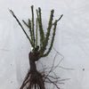 'Distant Drums' Rose (Bare Root)