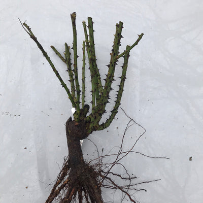 'Distant Drums' Rose (Bare Root)