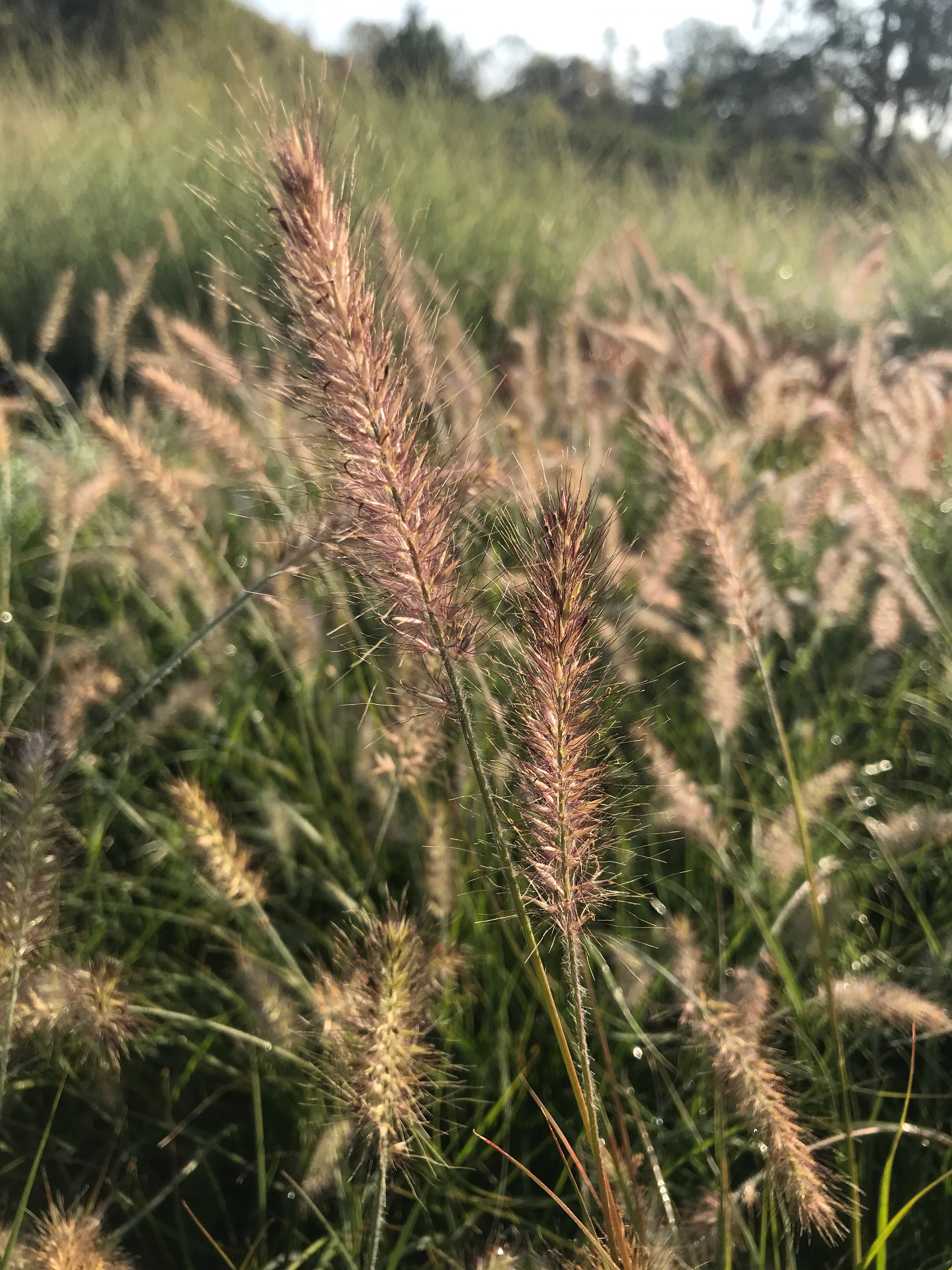 Fountain Grass 'Little Bunny'