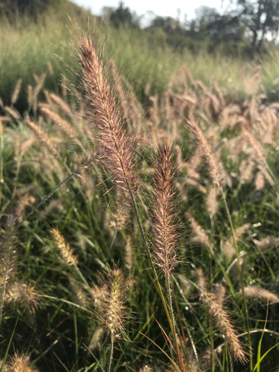 Fountain Grass 'Little Bunny'