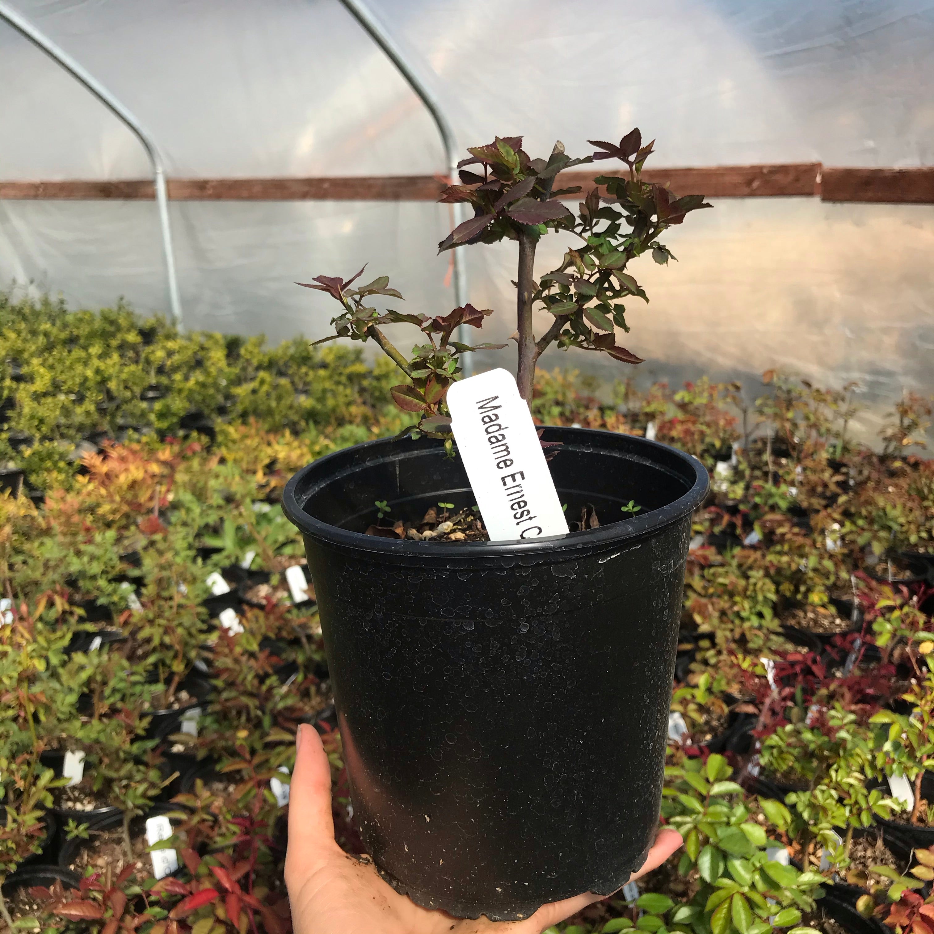 'Madame Ernest Calvat' Rose