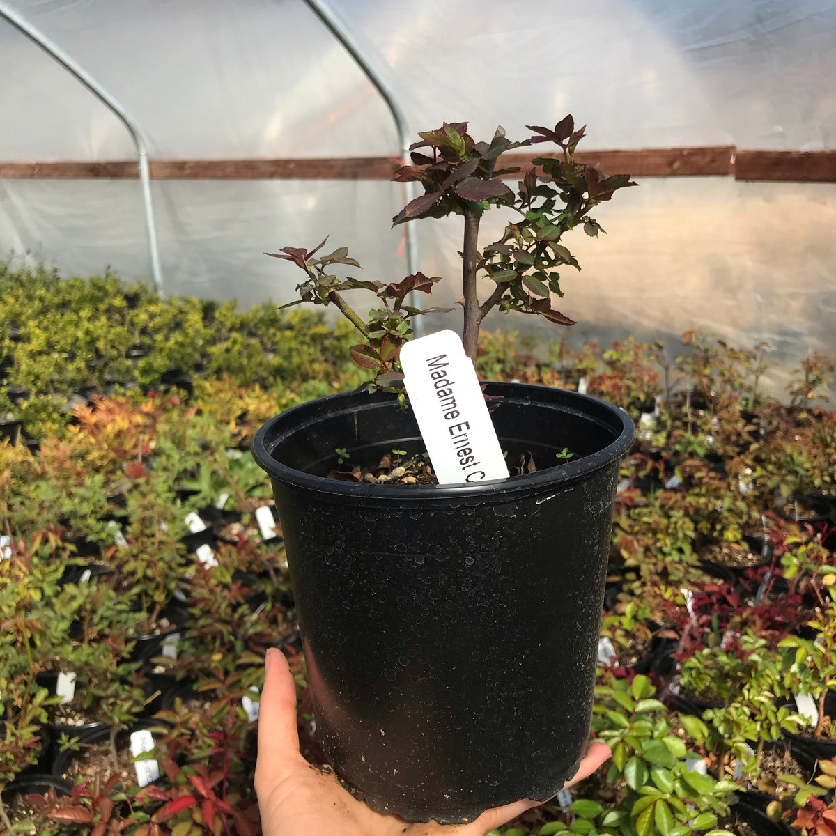 &#39;Madame Ernest Calvat&#39; Rose