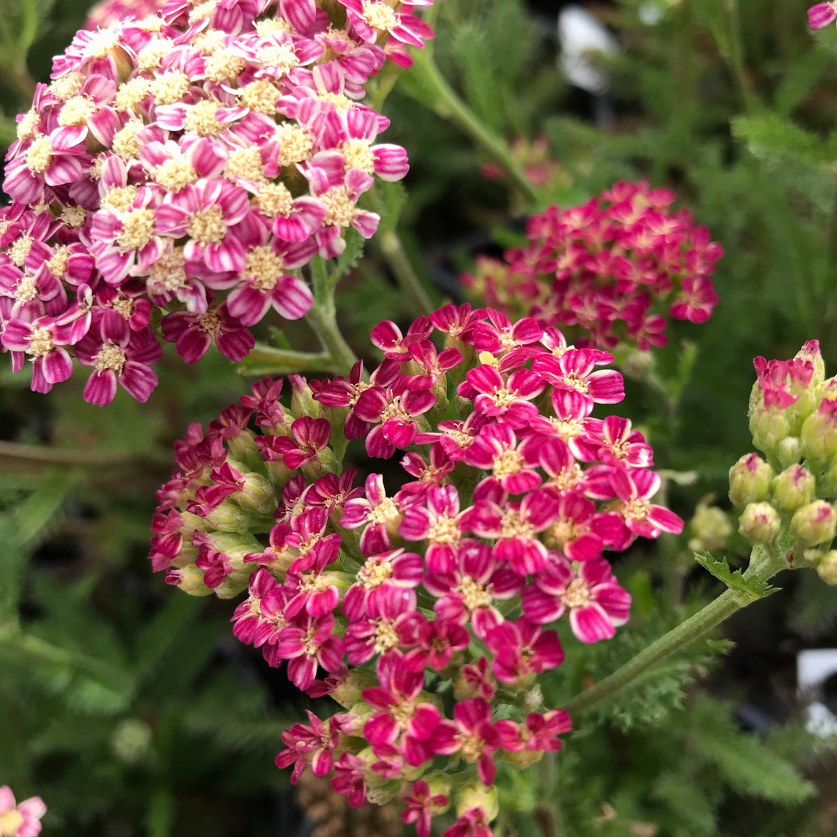 Deep Rose Yarrow