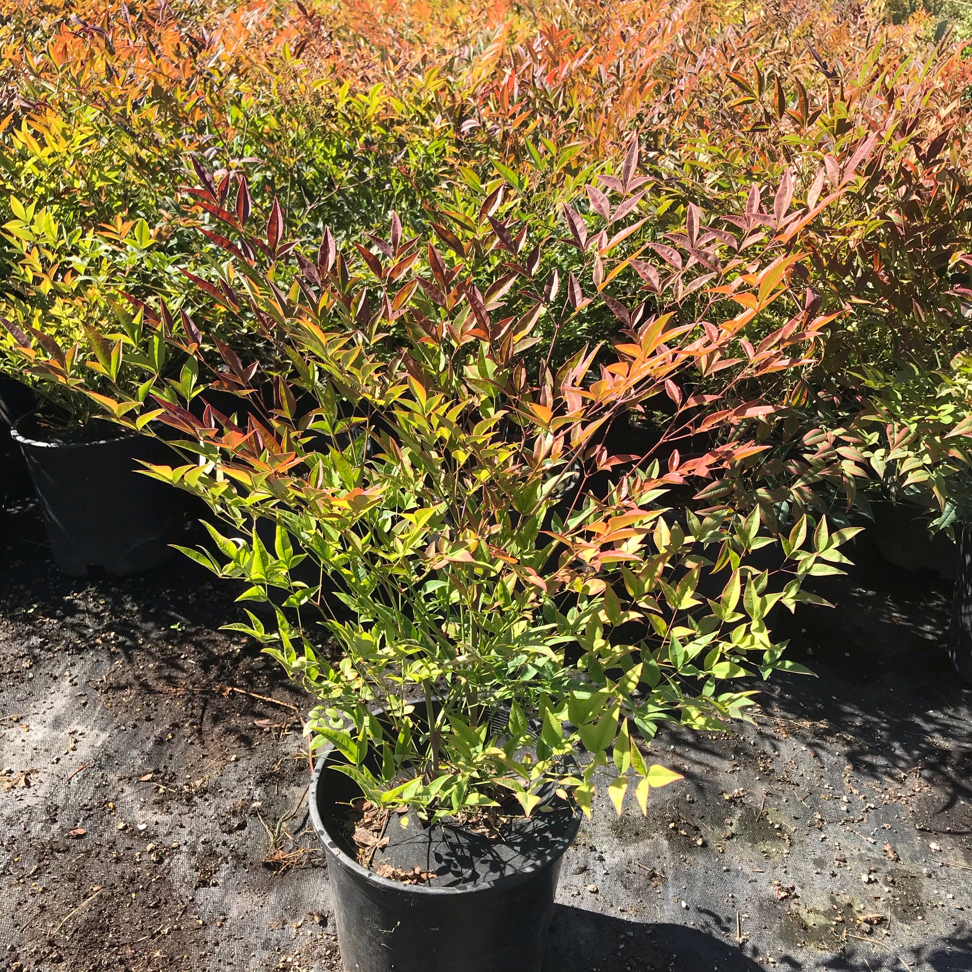 Nandina 'Moyers Red'