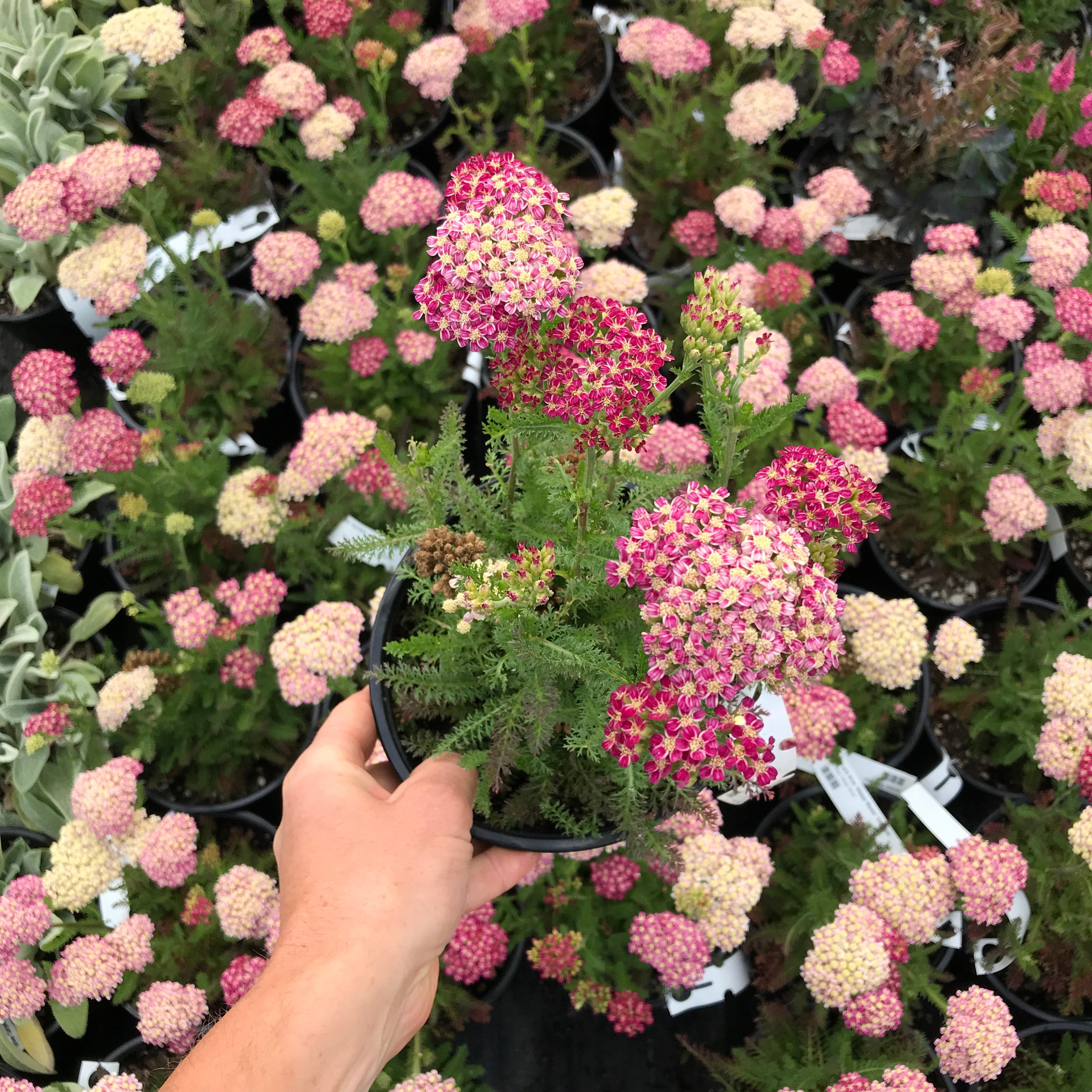 Desert Eve™ Deep Rose Yarrow