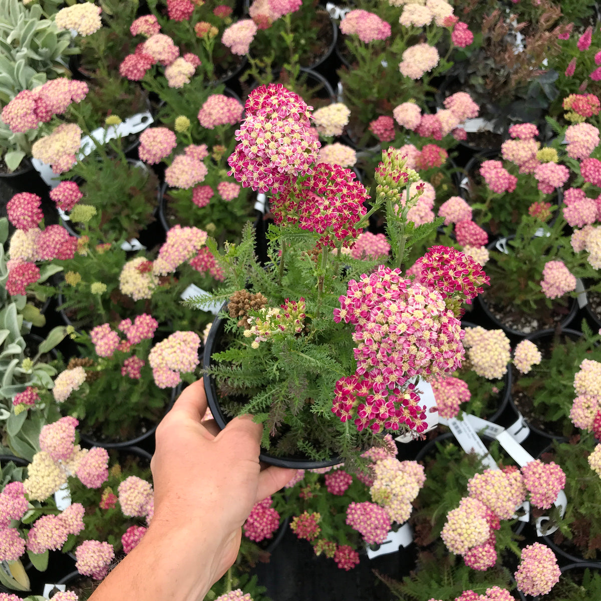 Desert Eve™ Deep Rose Yarrow