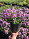 Aster 'Wood's Pink'