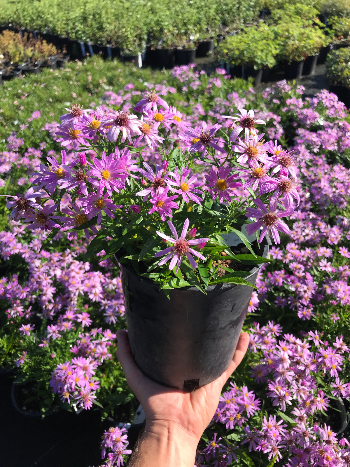 Aster &#39;Wood&#39;s Pink&#39;