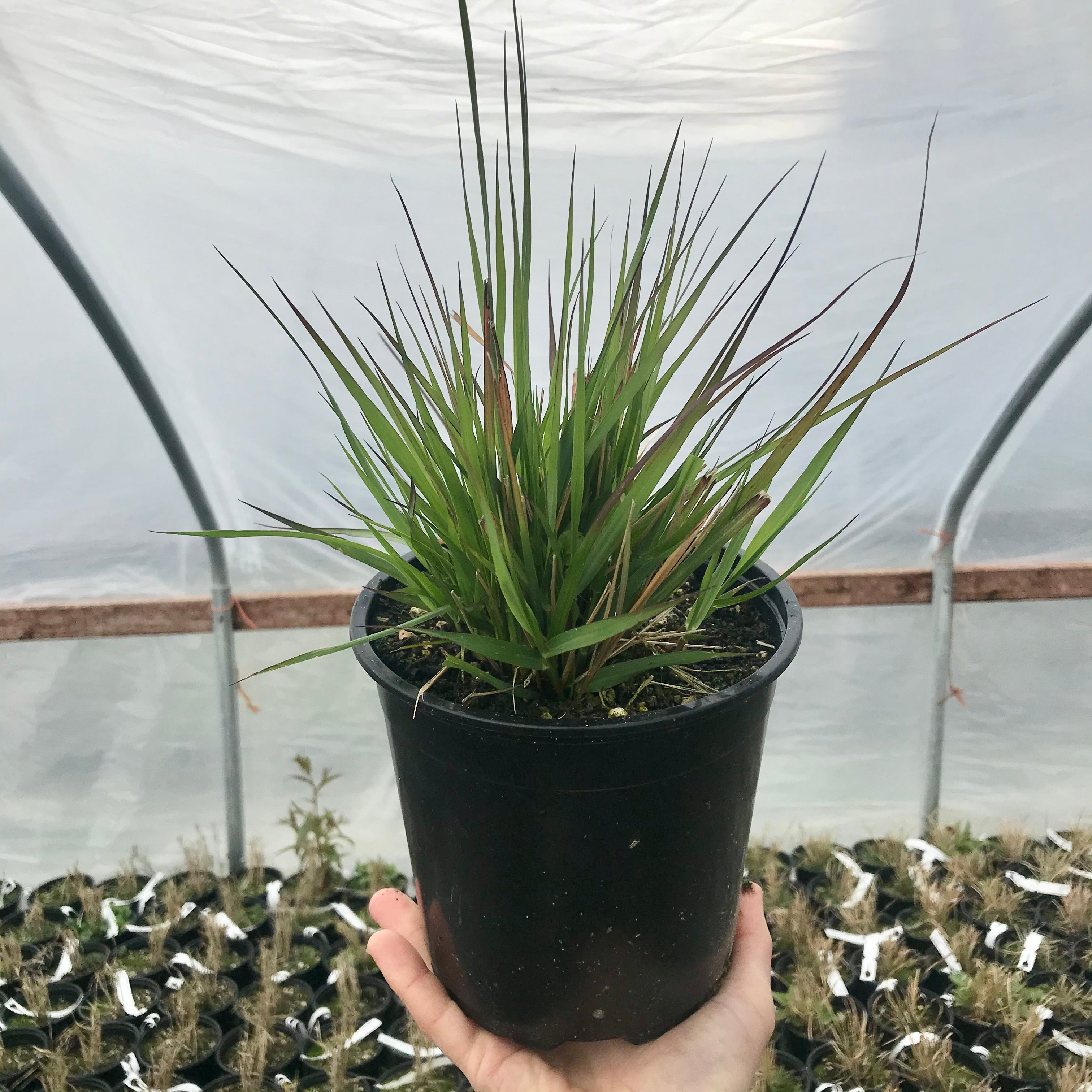 Red Buttons Fountain Grass