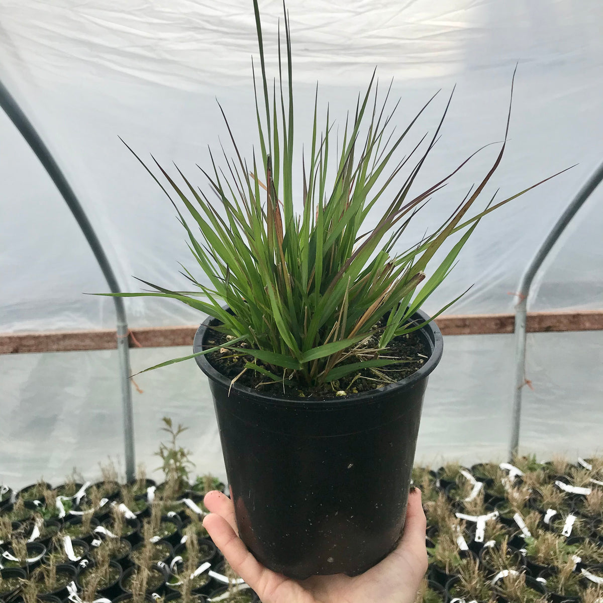 Red Buttons Fountain Grass