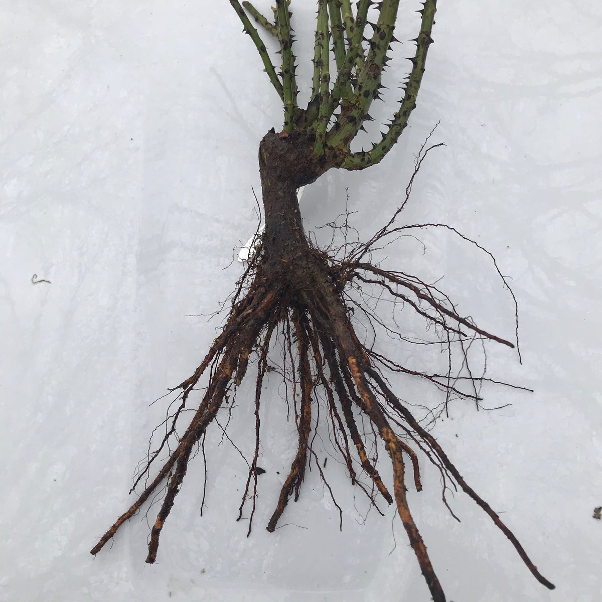 Love Song Rose (Bare Root)