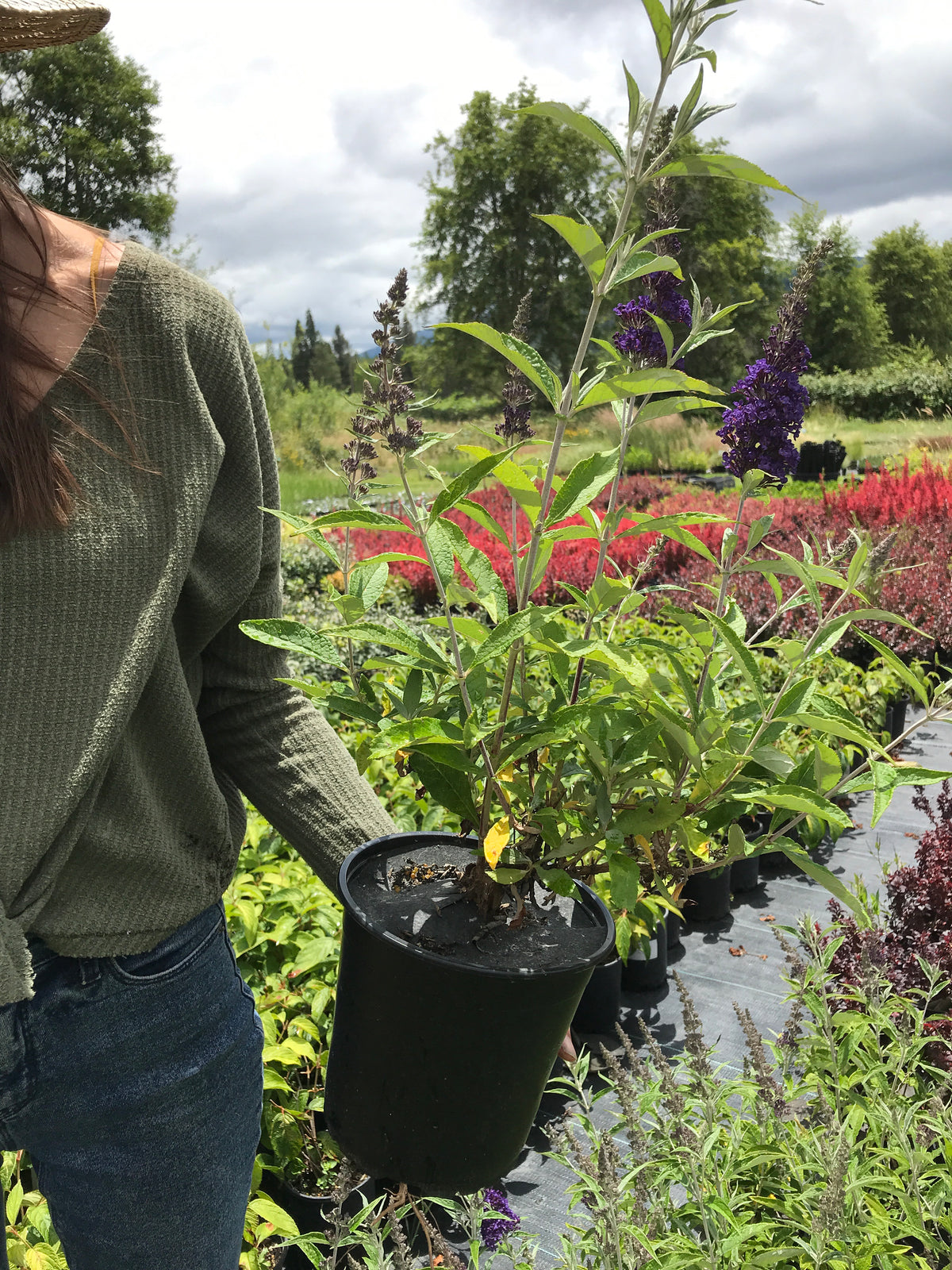 Butterfly Bush &#39;Buzz™ Midnight&#39;