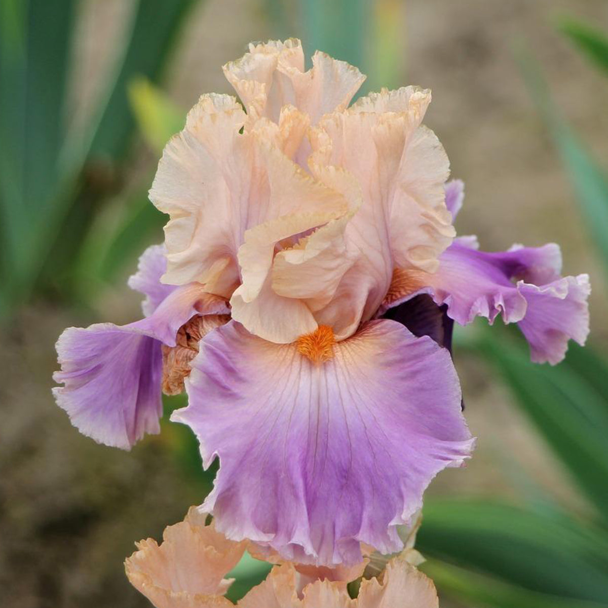 Iris Discovered Treasure