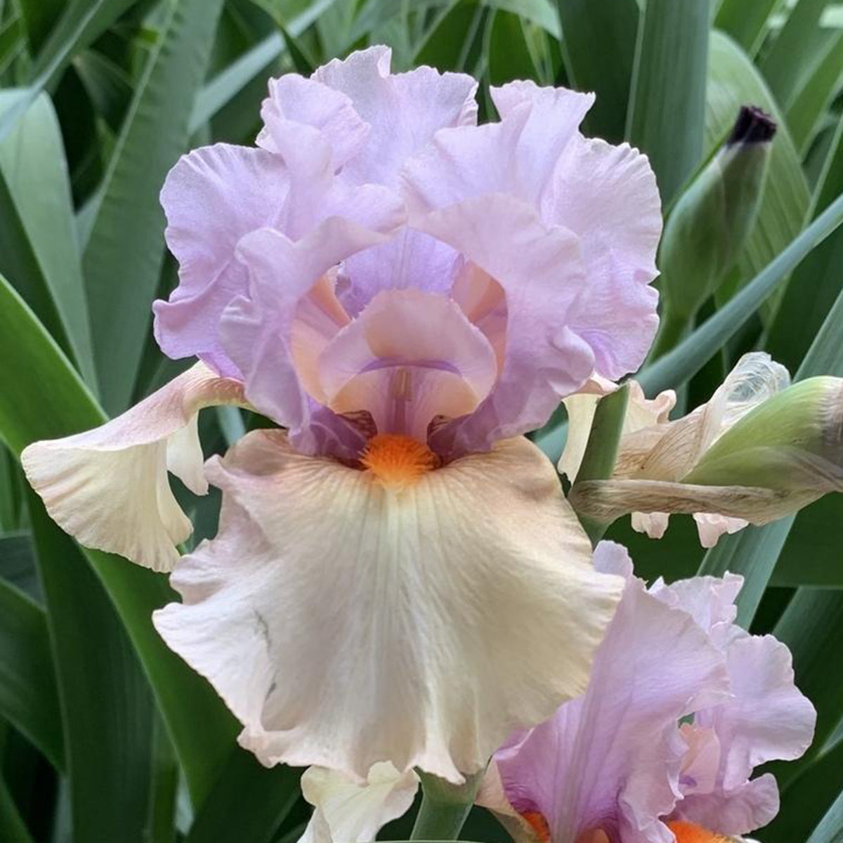 Iris Enraptured