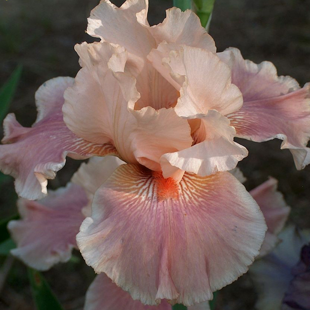 Iris Entitled