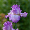 Bearded Iris 'Mayberry'
