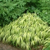 Japanese Forest Grass