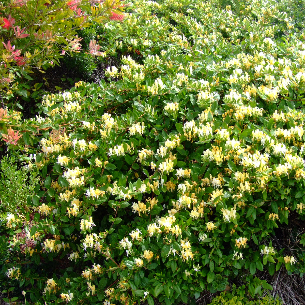 Japanese Honeysuckle