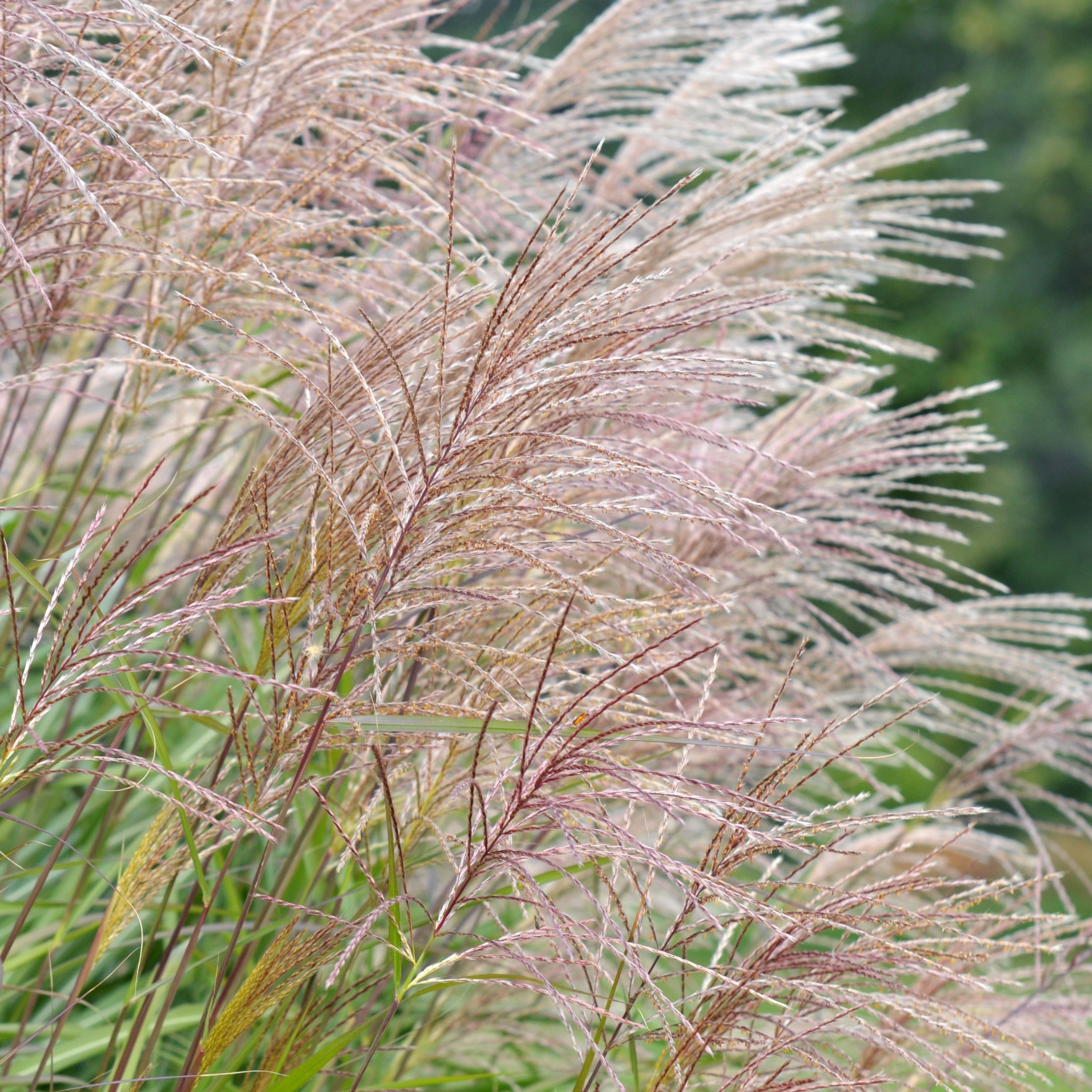 Miscanthus Silberfeder
