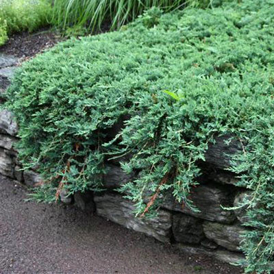 Juniper 'Blue Rug'