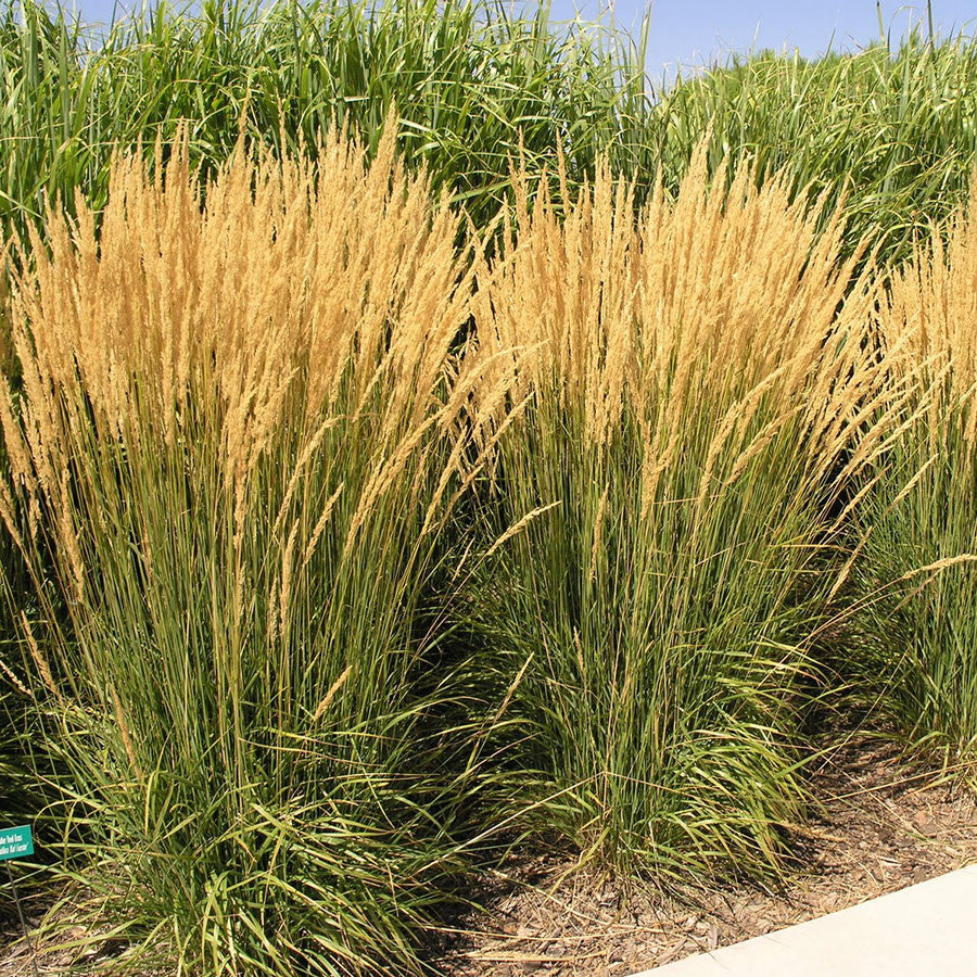 Feather Reed Grass 'Karl Foerster'